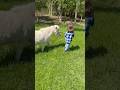 Spring Pasture #farmandranch #horse #smallranch #spring #pony #ranch #fyp #work #lawn #fy #viral