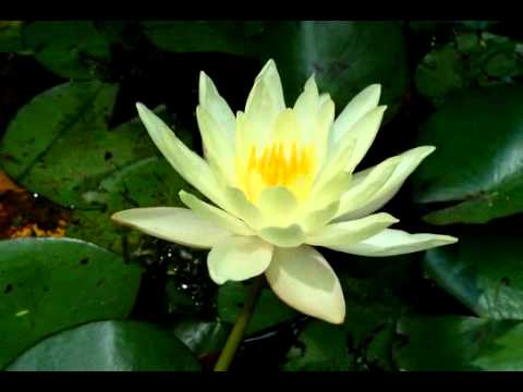 Yellow Lotus Flower Opening and Closing. (Time Lapse)