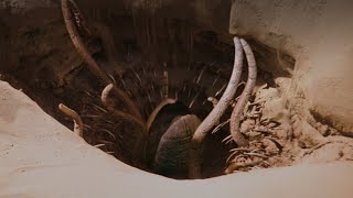 The Sarlacc Pit With Unused Score Star Wars Return Of The Jedi