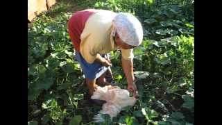 Tia Matando Galinha No Sitio