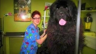 20 BIGGEST Dogs In The World