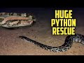 Python rescued in revora village Goa