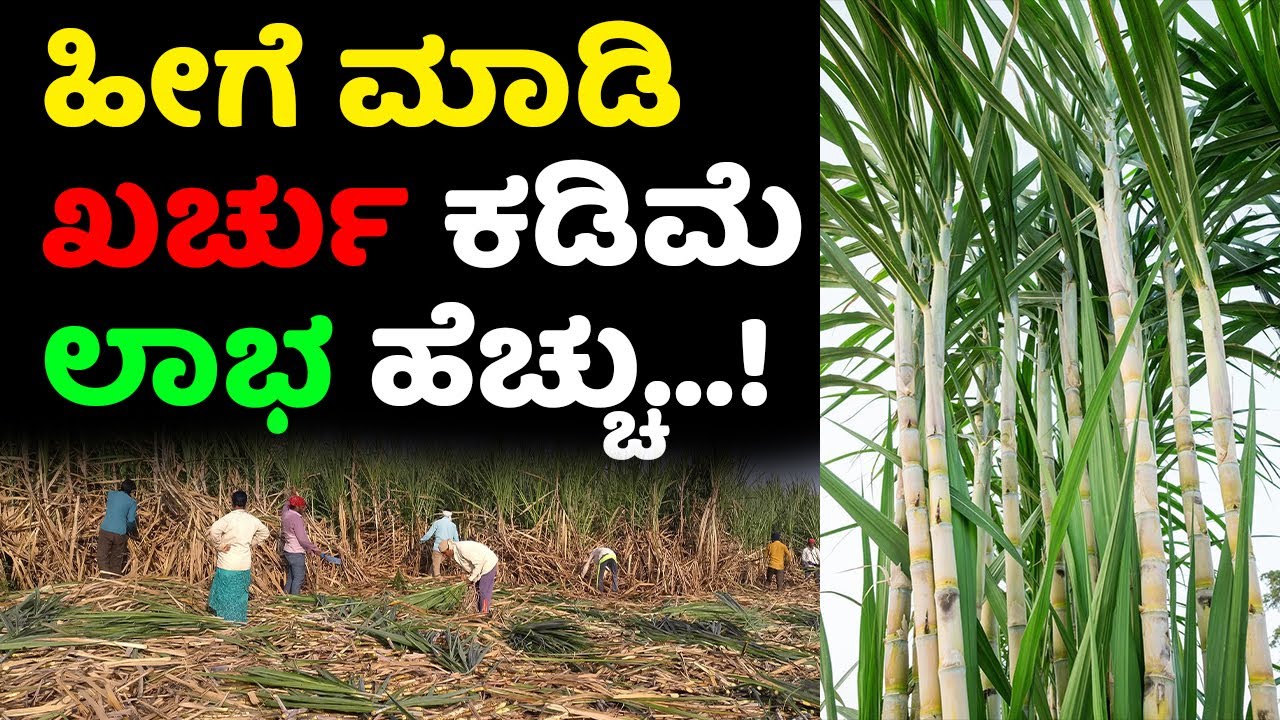 ಖರ್ಚೇ ಮಾಡದೆ 120 ಟನ್ ಕಬ್ಬು ಇಳುವರಿ? 120 ton sugarcane yield with zero expenditure #2023