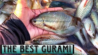 Napaka Fresh na GURAMI | Screen Fish Trap | Ligawasan Marsh Philippines | LifewayPH