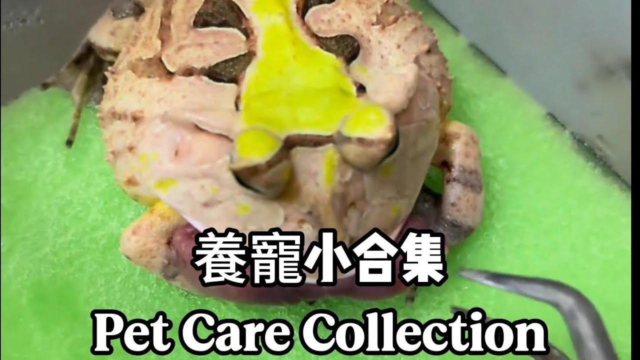 養寵小合集Pet Care Collection