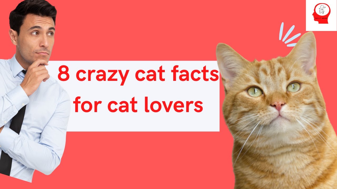 8 crazy cat facts for cat lovers YouTube