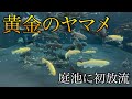【黄金金時ヤマメ】黄金に輝くアルビノのヤマメを釣って庭池に放流!!