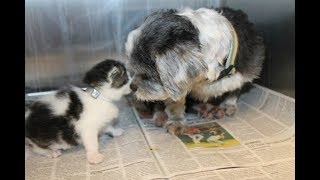 Собака рисковала жизнью, чтобы спасти крошечного котенка. И вот почему? Собака рисковала жизнью, чтобы спасти крошечного котенка. И вот почему?