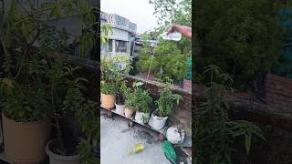The human body transports water, greening the desert is funny special effects desert greening💧🪣🥀