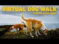 No ads tv for dogs  dog walking in nature on the beach  relaxing music for dogs