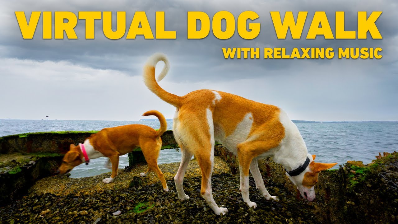 NO ADS TV For Dogs Dog Walking In Nature On The Beach Relaxing no-ads-tv-for-dogs-dog-walking-in-nature-on-the-beach-relaxing