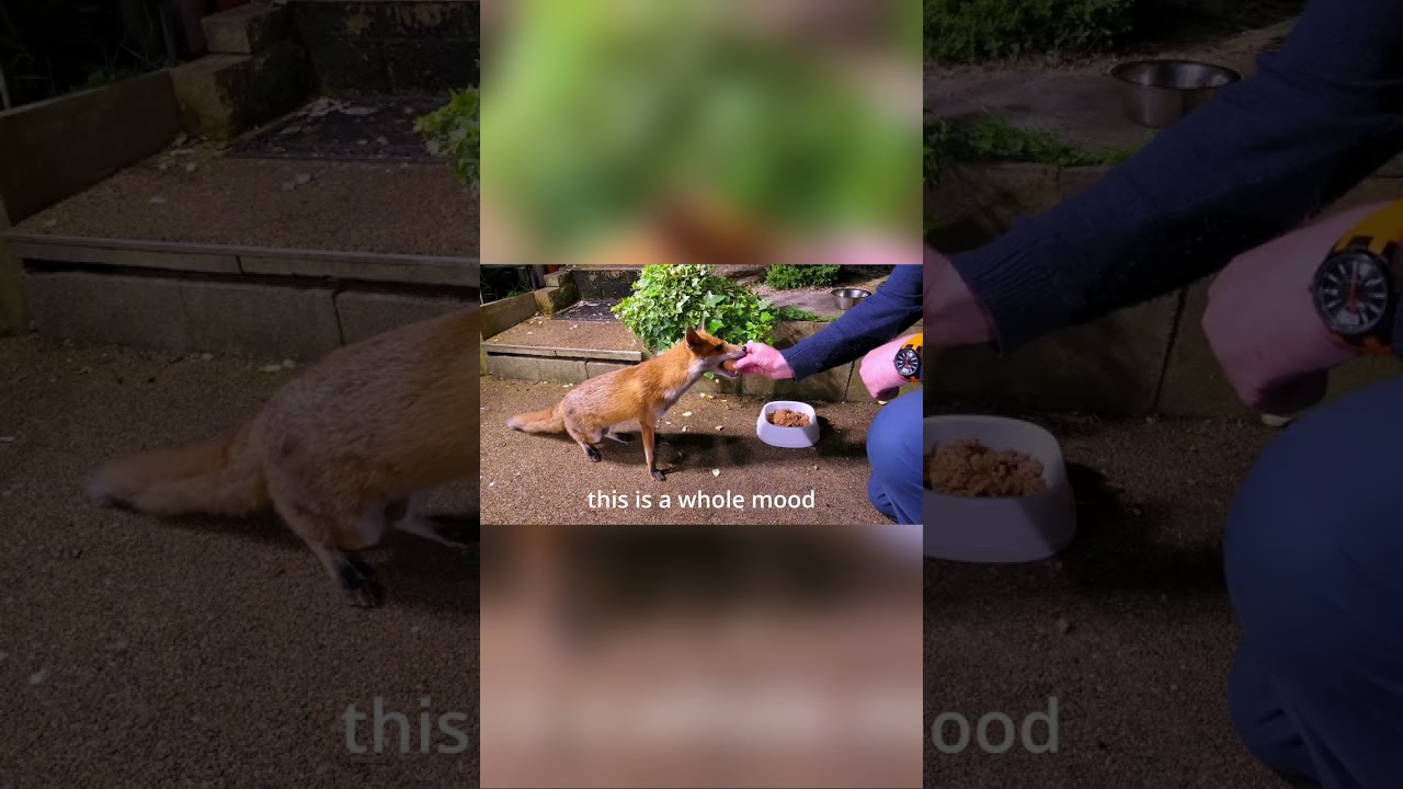 The most adorable fox - Whitespot