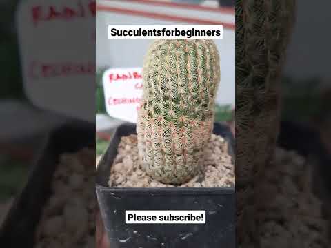 Video: Pestovanie kaktusov Echinocereus: Naučte sa pestovať odrody rastlín Echinocereus