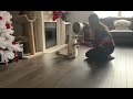 Training Siberian cat to do tricks