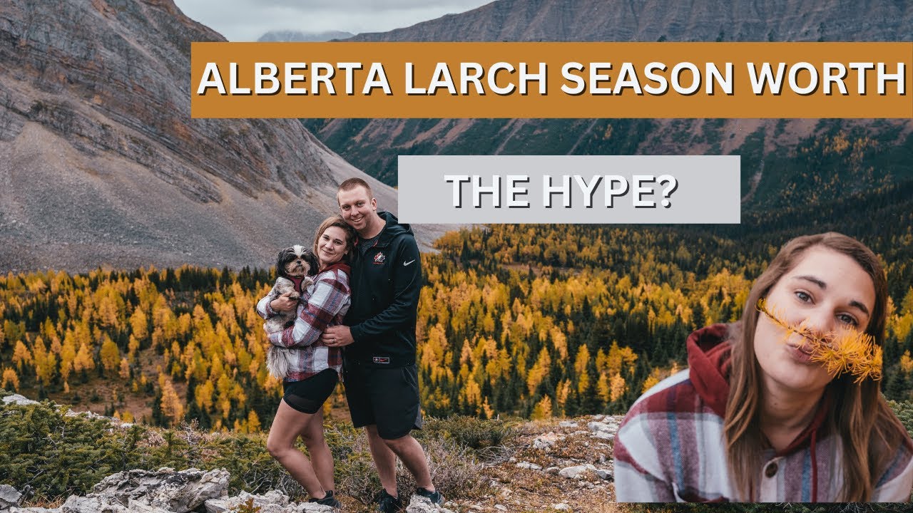 Larch Season! | Arethusa Hike