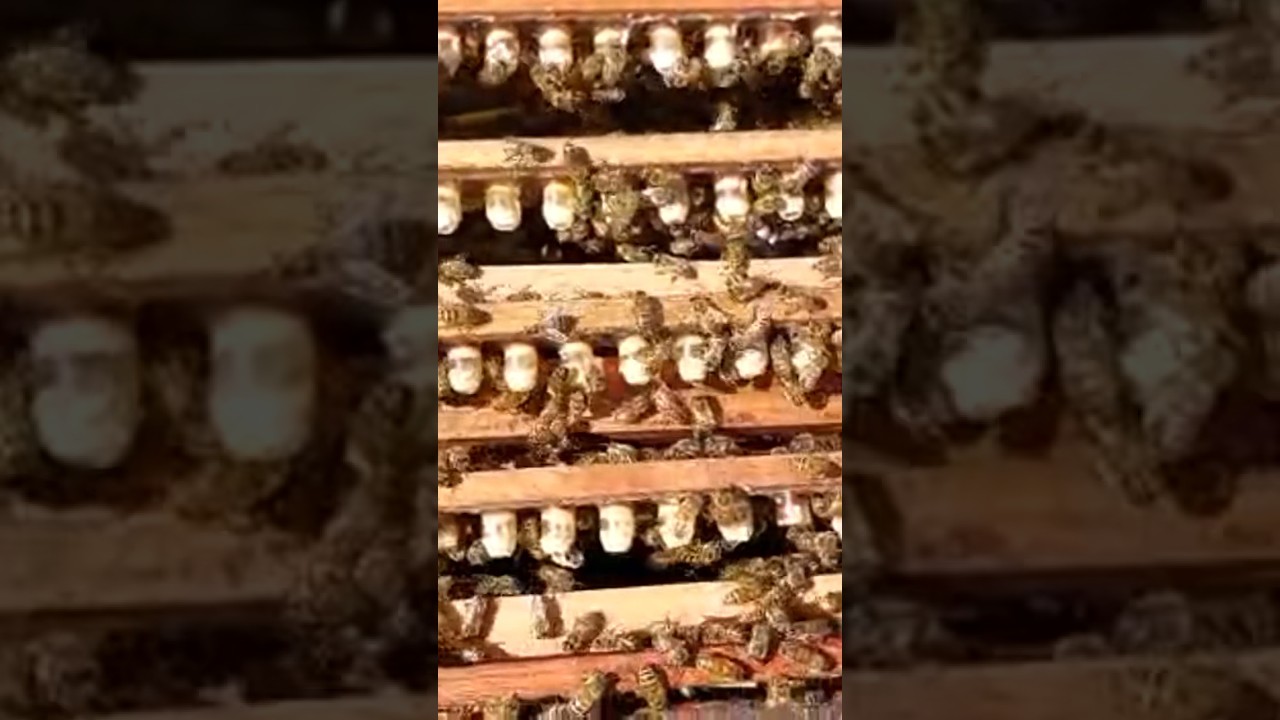 ÉXITO TOTAL en celdas reales de abejas buckfast, se viene una temporada increíble