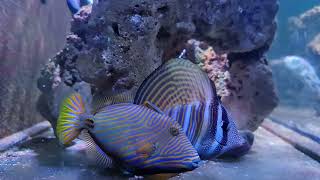 undulated trigger fish in my fowlr tank ,big mistake