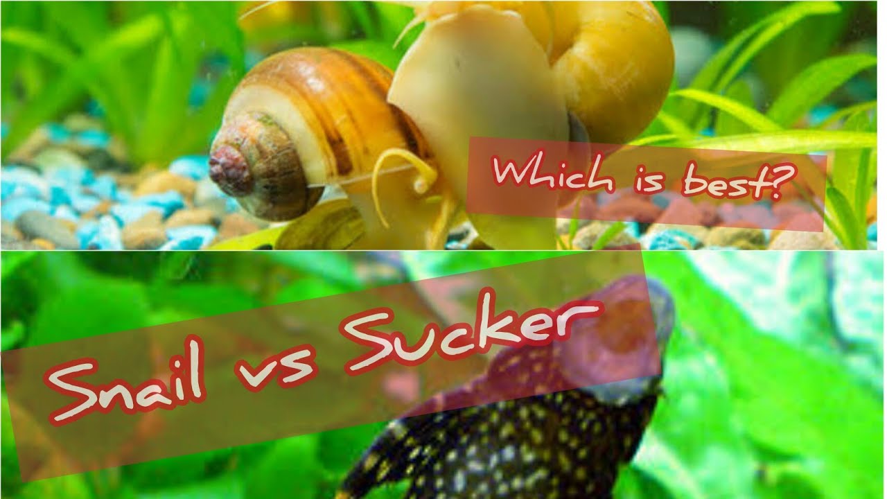 Snail or Sucker which is Best for Aquarium? Must see Best