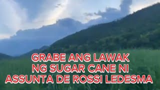 GANITO PALA KALAWAK YUNG SUGAR CANE NI ASSUNTA DE ROSSI LEDESMA & JULES LEDESMA SA NEGROS ORIENTAL,
