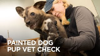 Painted dog pups have their first checkup