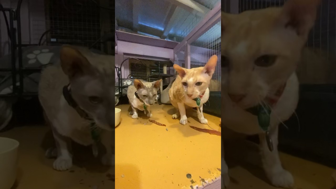 Video 5268651: cornish rex cat breed, breed catlover
