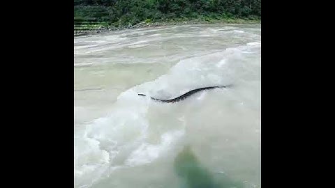 SNAKES IN GANGA RIVER/RISHIKESH -RAFTING