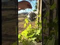 Add some fun to the garden #garden #newyoutuber #gardening #discoball