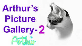 Tiny Rescue Kitten turned into the Great Cat 💎Arthur's Picture Gallery💎Part-2 by Arthur the Great Cat 181 views 1 year ago 4 minutes, 10 seconds