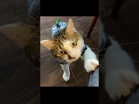 かまって欲しい猫エースその1 #Shorts