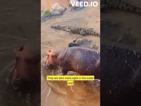 Video: Wie eet seekoeie?