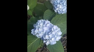 Endless Summer Hydrangea