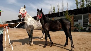 ОТ БОЗОР! КОННЫЙ РЫНОК! HORSE MARKET! PFERDEMARKT! AT PAZARI