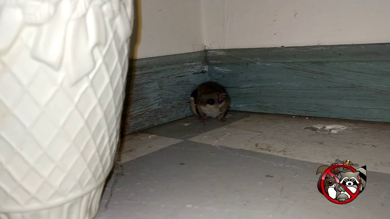 Flying Squirrel Running Around Inside a Home