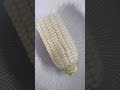 Jagung buah dimakan mentah rasanya manis kayak gula #jagung #corn #jagungmanis #sweetcorn #foodgasm