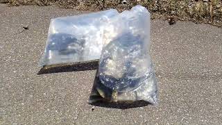 Famous Bluegill Hybrid and Large Mouth Bass - Functional Rustic Profile