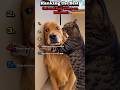 Ranking funny cat and dog moments #ranking #cat #shortsfeed