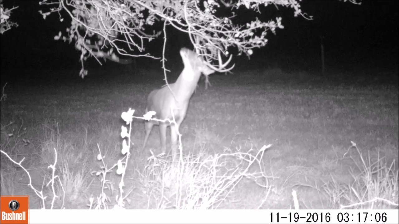 Bushnell Trophy Cam HD Essential E2