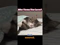 Half-Open Dreamers: Unraveling the Feline Sleep Mystery #CatFacts#Cats #Feline #CatSleep #Cat