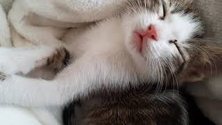 Cute kittens sleeping sweetly together with mouth open. screenshot 1