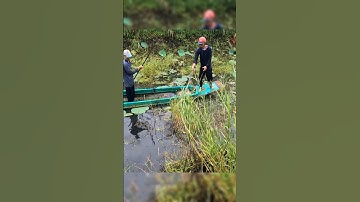 Fish | Kích Cá Khủng Miền Tây #kichca #fish #shorts