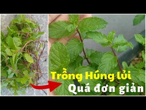 Video #15 Trồng rau húng lủi hóa ra lại đơn giản như vậy ||... - youtube