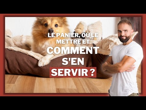 Vidéo: Comprendre les seuils pour chiens