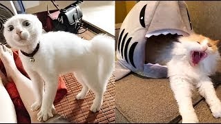Cutest dog and cat 🐱🐶 New funny video 2024 😍TRY NOT TO LAUGH 😂22 by Peow Peow Studio 146 views 1 month ago 10 minutes, 21 seconds