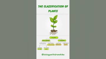 The Classification of Plants: Understanding the Diversity of the Plant Kingdom 🌿🌱🌻