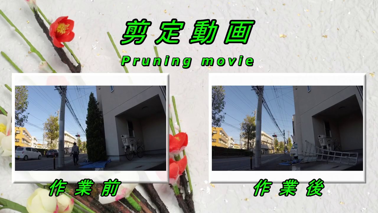 倒木注意 ｺﾉﾃｶﾞｼﾜ 伐採 川崎市 庭木のお手入れ Felling Movie No 199 Youtube