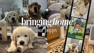 BRINGING HOME OUR SECOND GOLDEN RETRIEVER PUPPY by Kélani Anastasi 2,941 views 6 months ago 9 minutes, 8 seconds