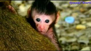 روزمرگی میمون ها، شیر خوردن بچه میمون بامزه تازه متولد شده تا کتک خوردن.. #میمون #بچه #حيات #وحش