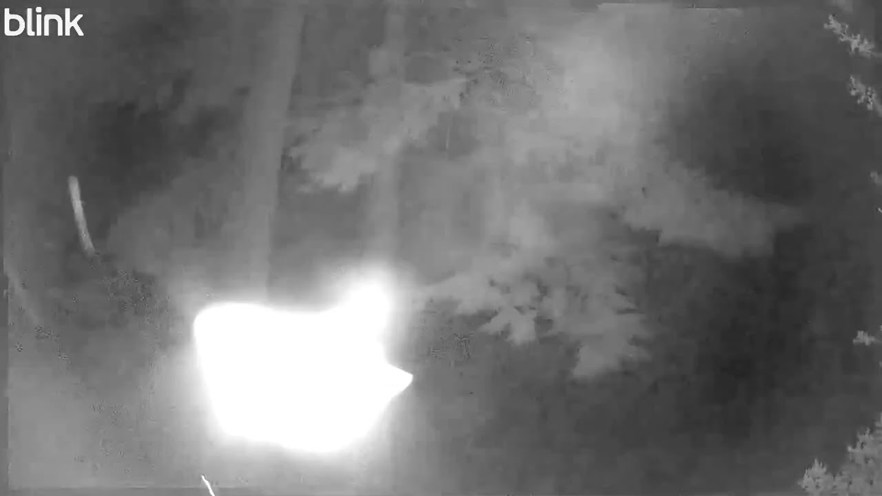 Slow-motion Little Brown Bat Hunting