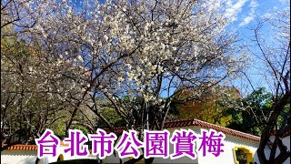 Plum blossom (Prunus mume) ~ 台北市公園賞梅樂 * 士林官邸白梅與玫瑰交織出動人畫面 / 志成公園梅花吹雪媲美日本 ~ 官邸志成梅花觀賞高峰