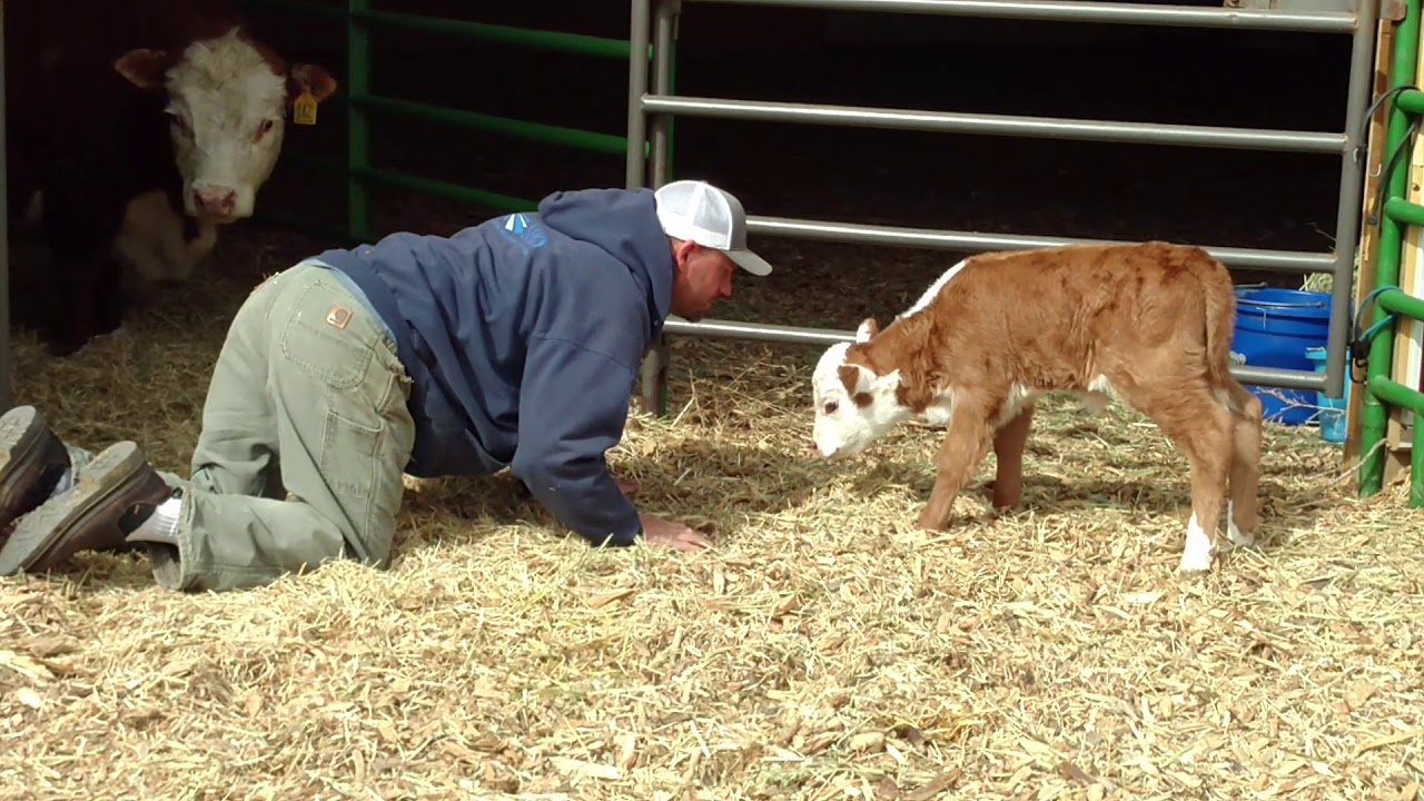 Mini Hereford Calf YouTube